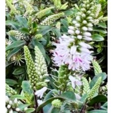 Hebe Pink Candy Plants Flowering Hedging Cottage Garden
